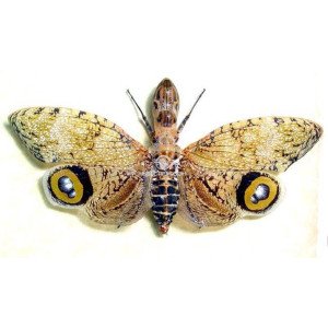 Female